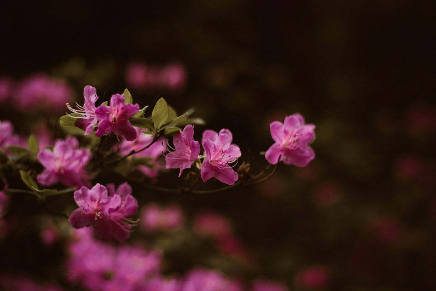 ewelina zieba sesja narzeczenska kwiaty warszawa 01