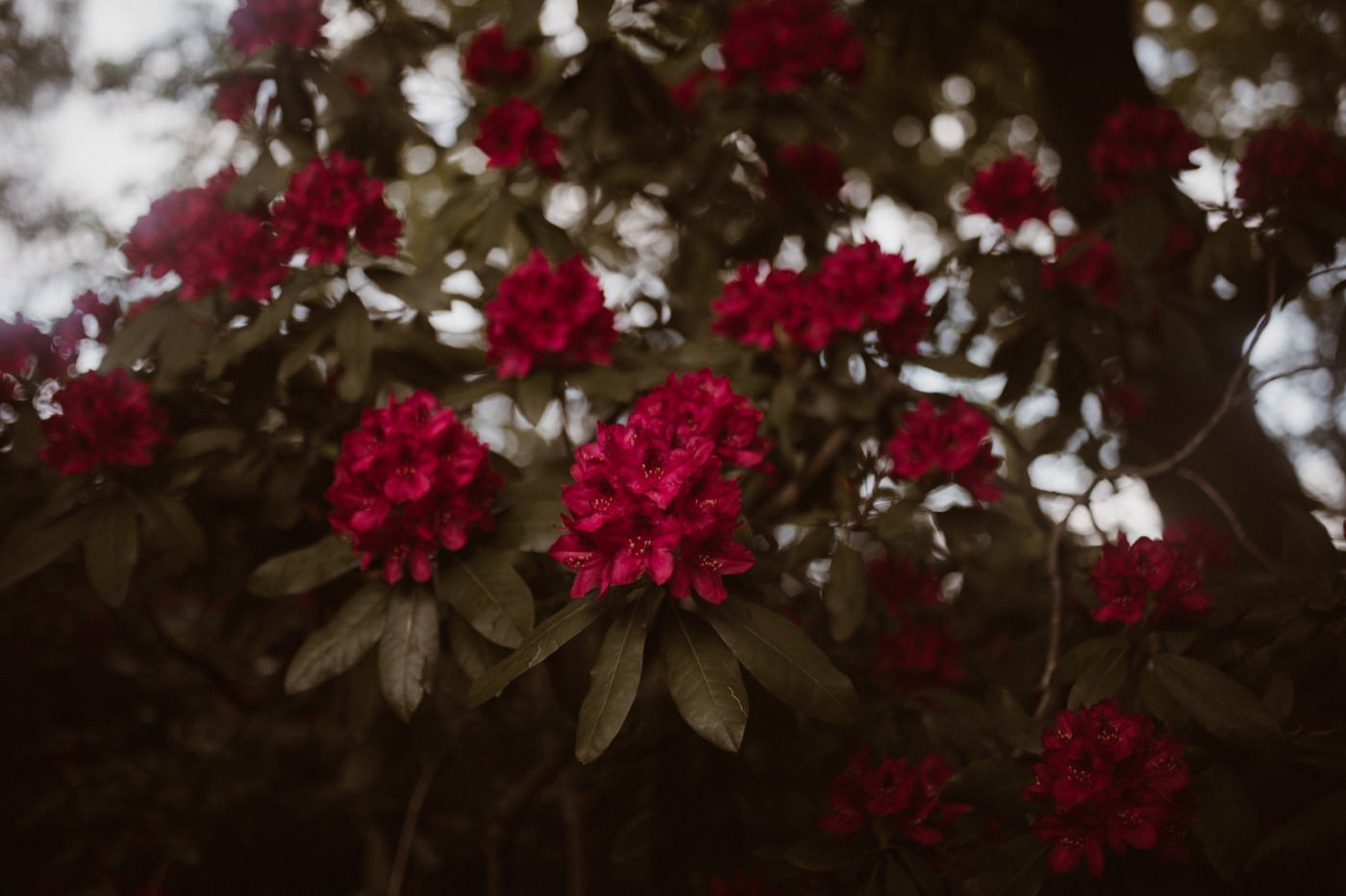 ewelina zieba sesja narzeczenska kwiaty warszawa 11