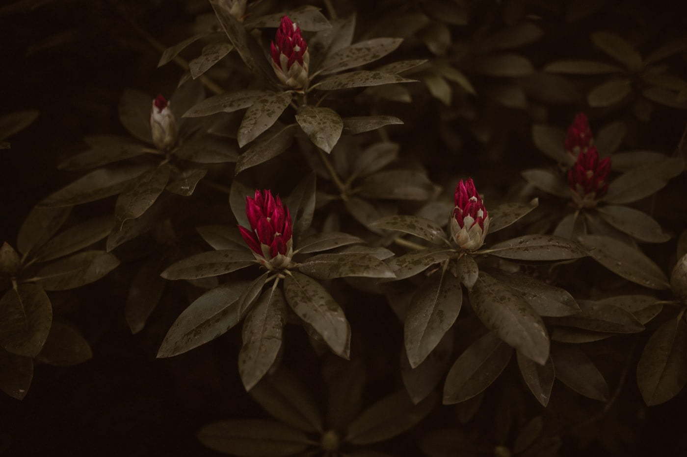 ewelina zieba sesja narzeczenska kwiaty warszawa 18