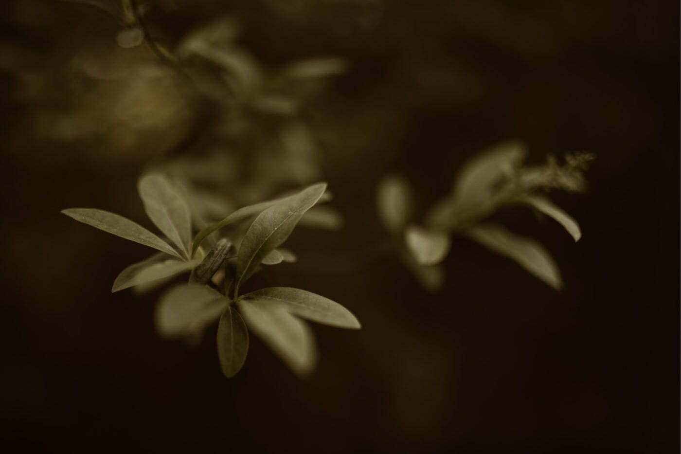 ewelina zieba sesja narzeczenska ogrod botaniczny 01