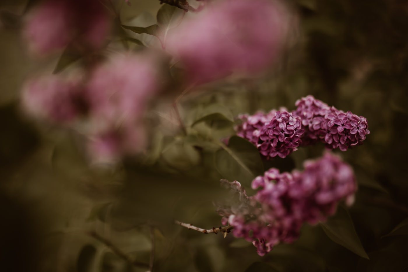 ewelina zieba sesja narzeczenska ogrod botaniczny 02