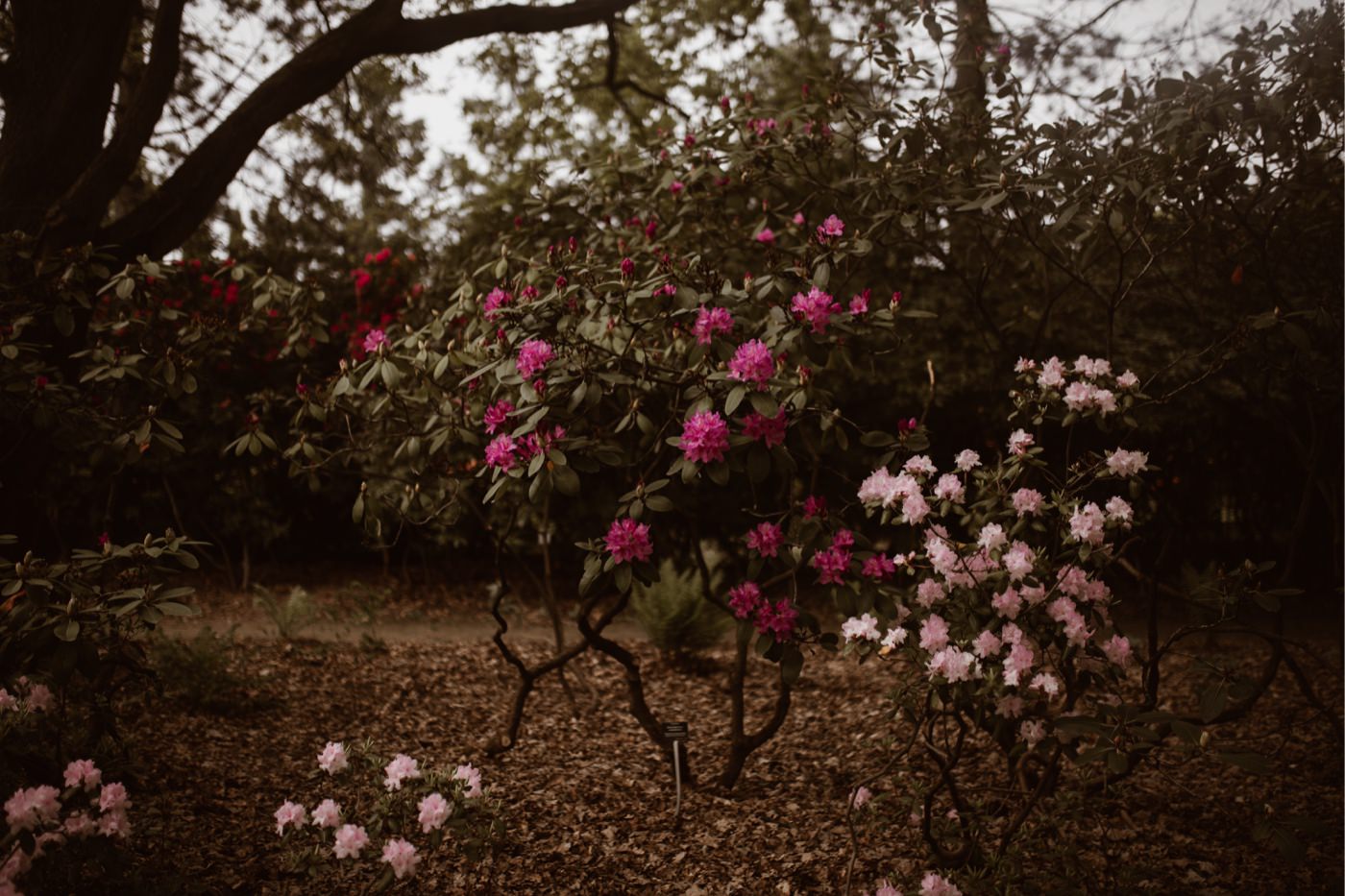 ewelina zieba sesja narzeczenska ogrod botaniczny 19