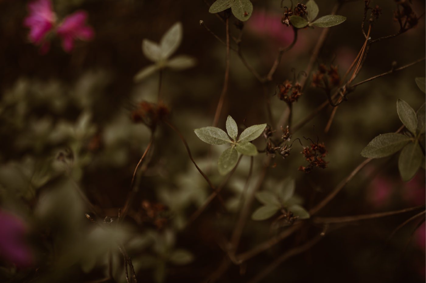 ewelina zieba sesja narzeczenska ogrod botaniczny 20