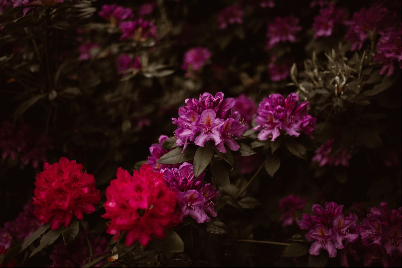 ewelina zieba sesja slubna kwiaty 01