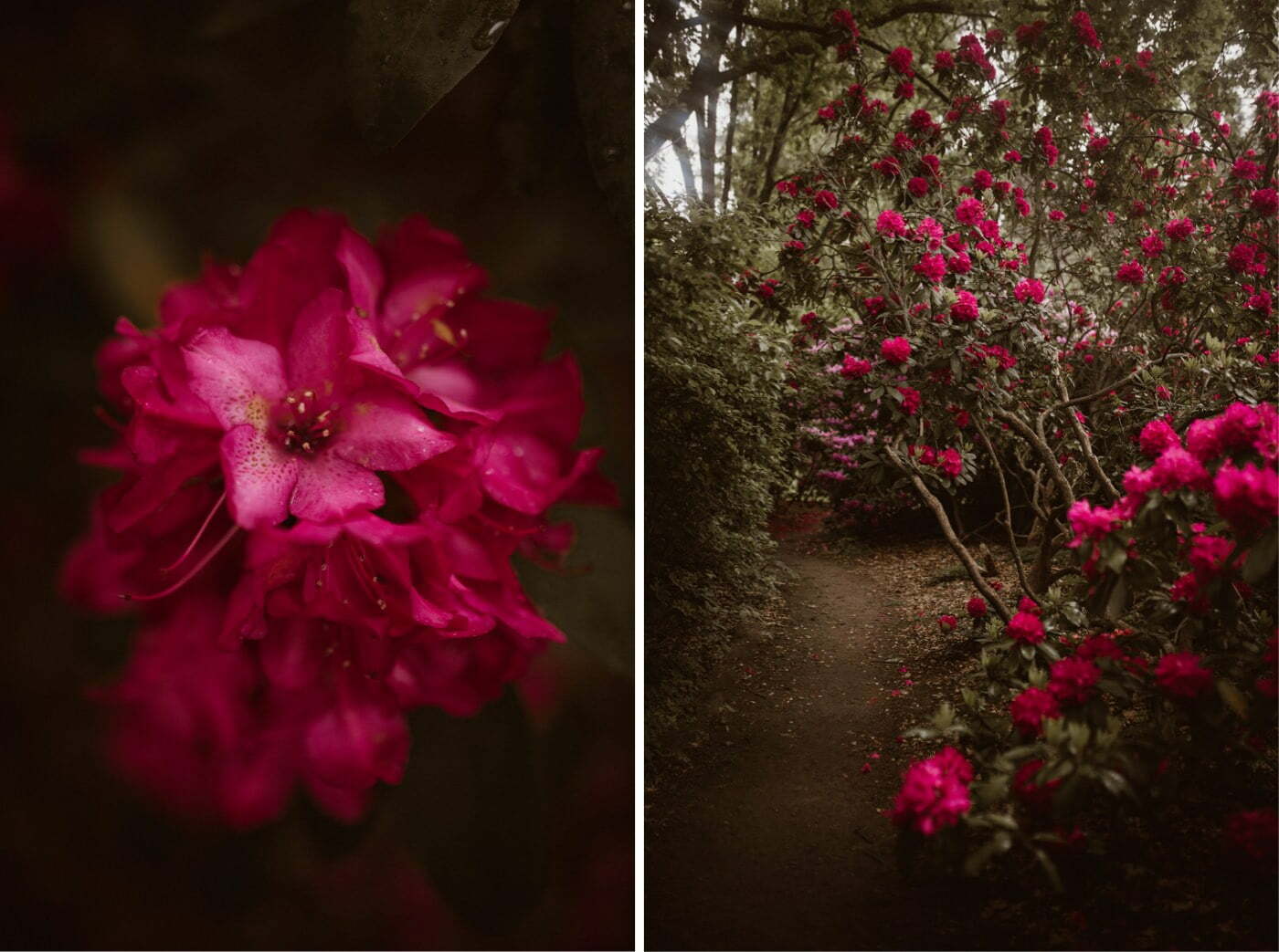 ewelina zieba sesja slubna kwiaty 02