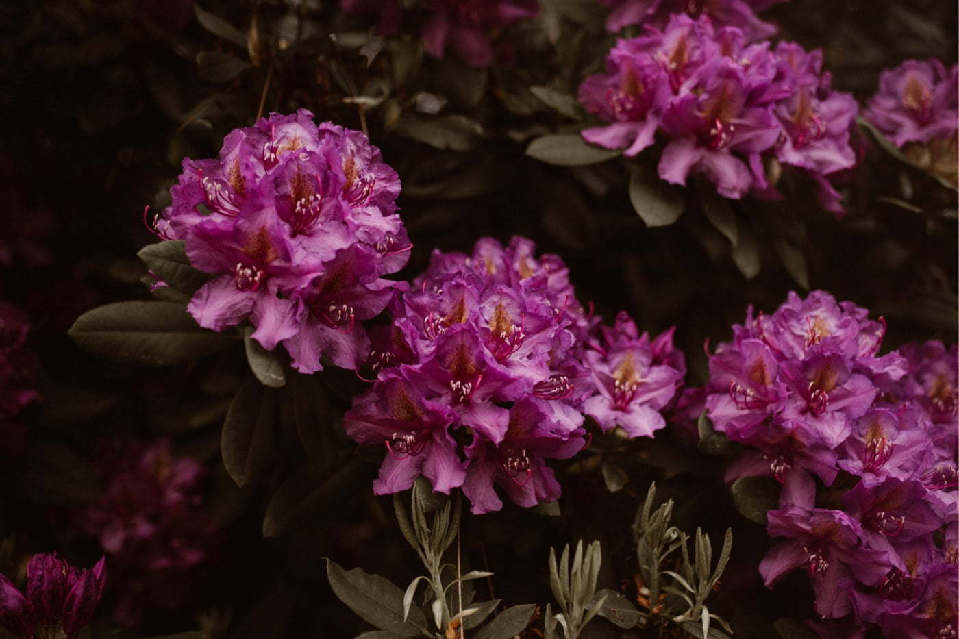 ewelina zieba sesja slubna kwiaty 17