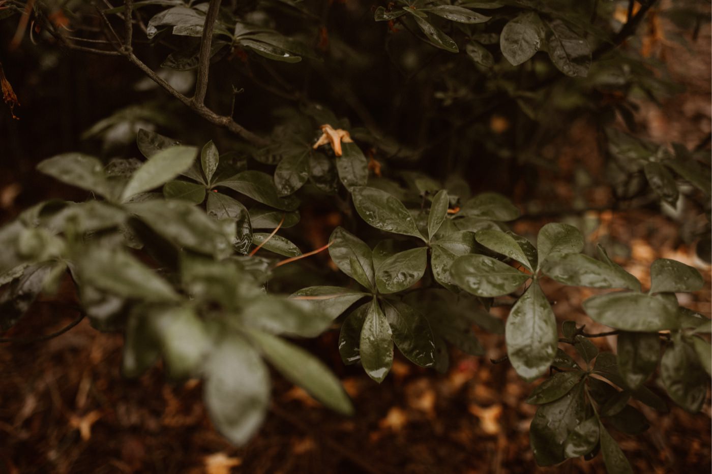 ewelina zieba sesja slubna kwiaty 20