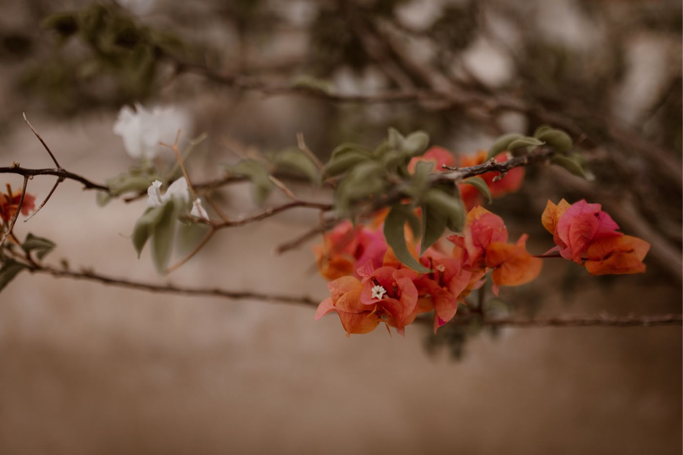 Elegancka sesja ślubna w Marrakech 12 ewelina zieba sesja slubna marrakech 10