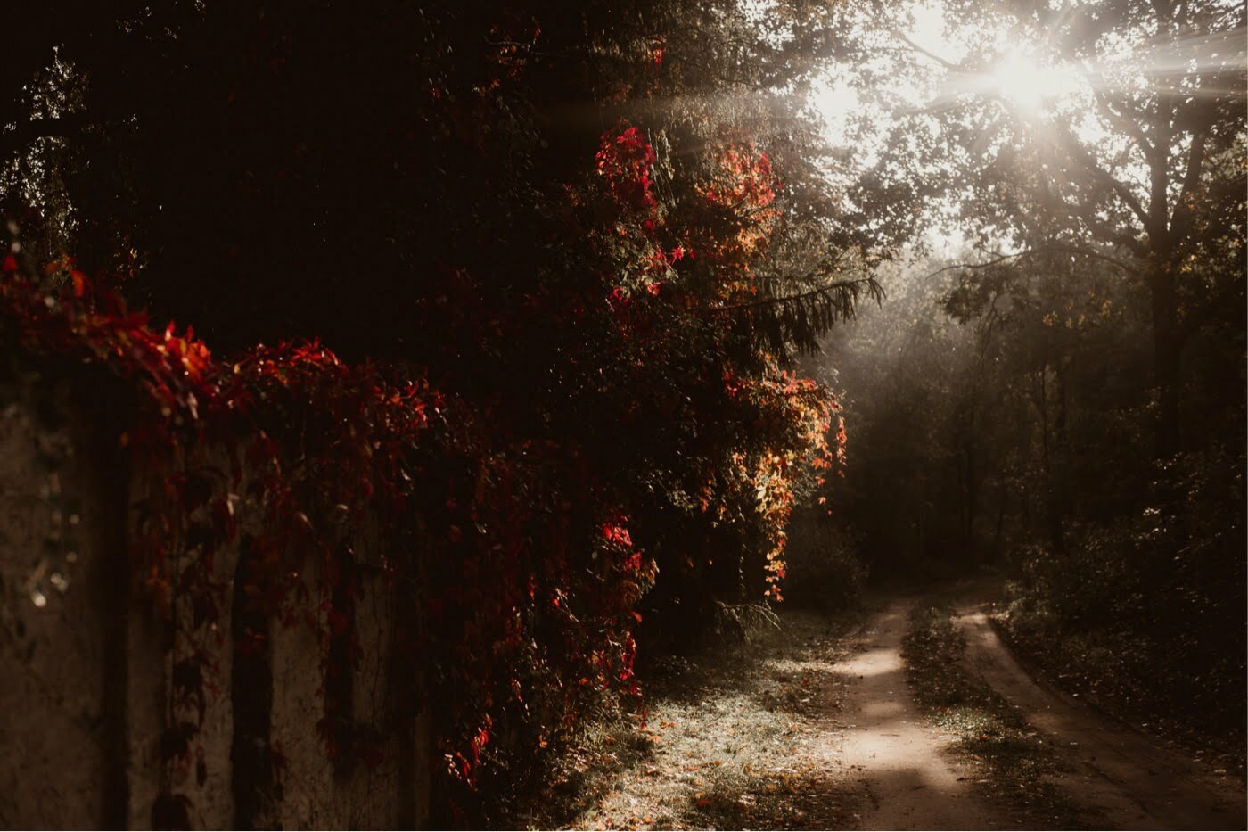 ewelina zieba sesja slubna przyborowo 11 01