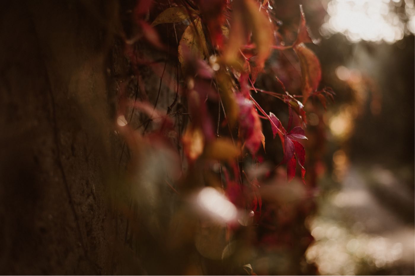 ewelina zieba sesja slubna przyborowo 11 03