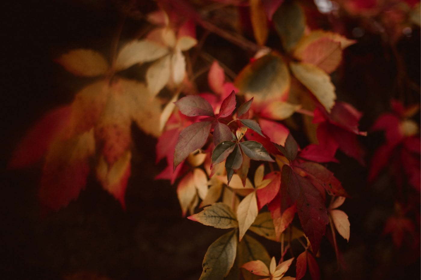 ewelina zieba sesja slubna przyborowo 11 14