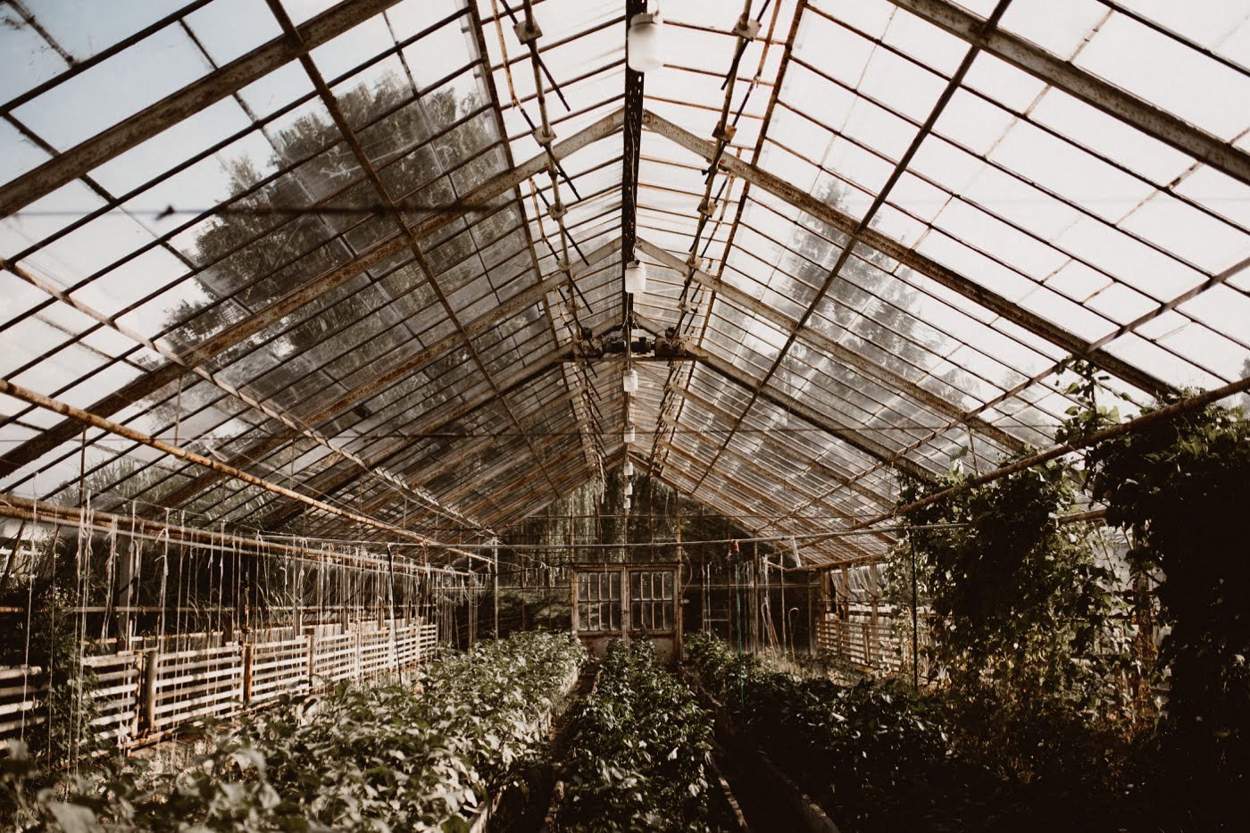 ewelina zieba sesja szklarnia warszawa 01