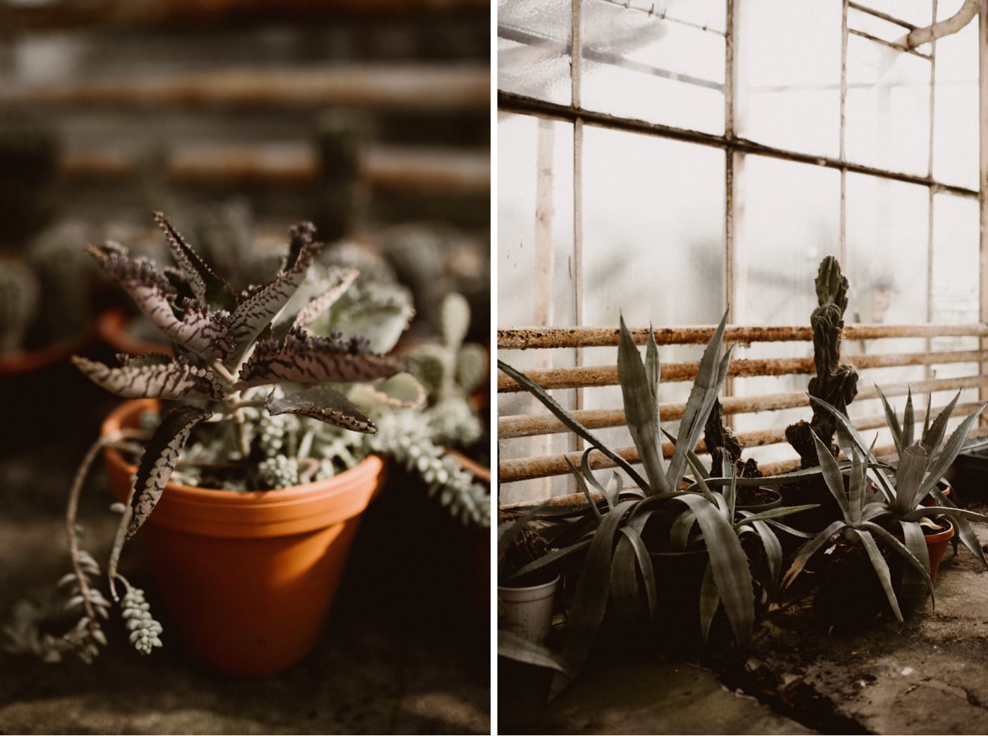 ewelina zieba sesja szklarnia warszawa 02