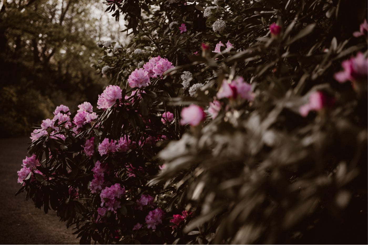 ewelina zieba sesja w ogrodzie botanicznym warszawa 21