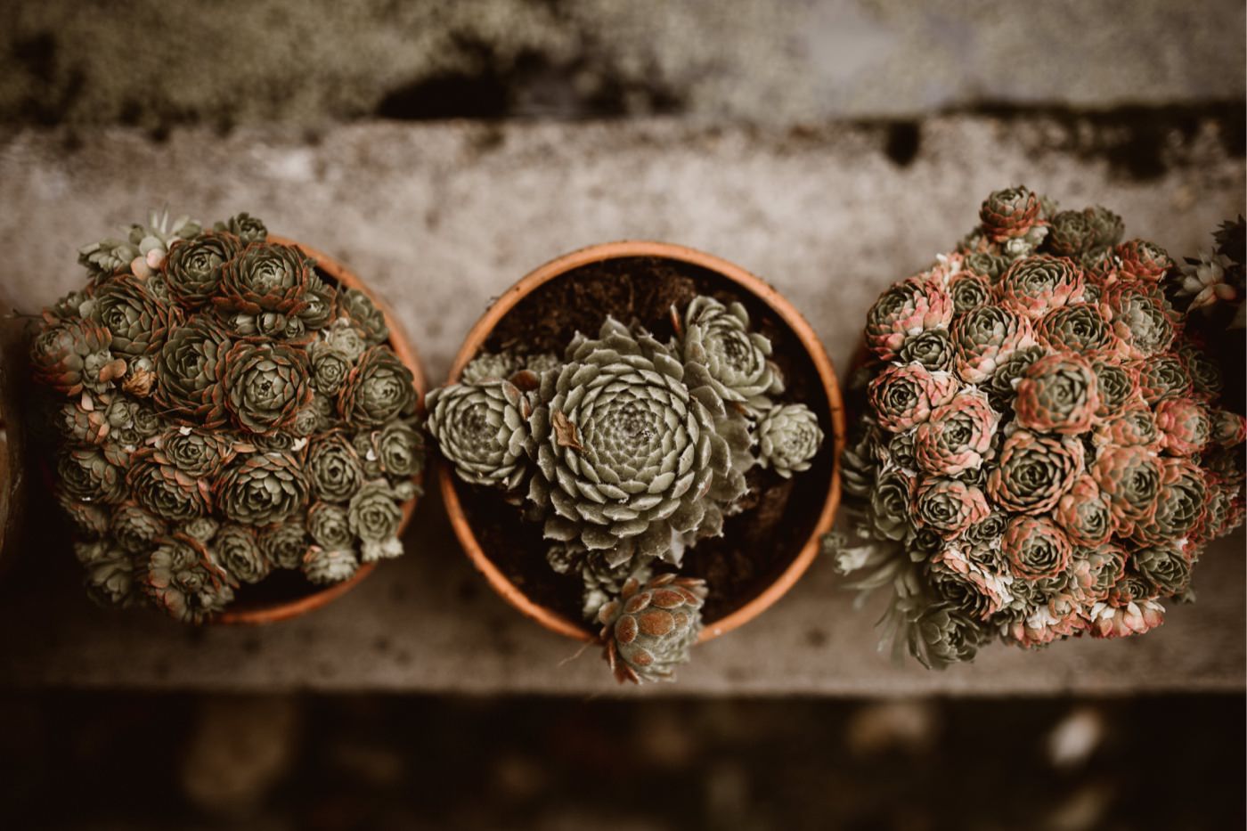 ewelina zieba rustykalne wesele stara oranzeria warszawa 001