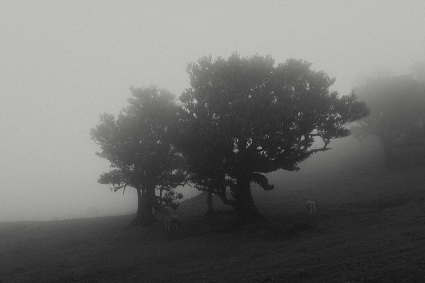 ewelina zieba sesja zdjeciowa na maderze 01