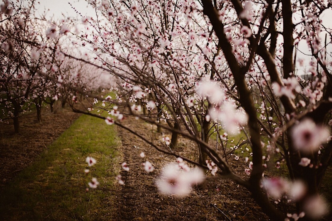 Sesja w kwitnącym sadzie 2 sesja w sadzie